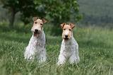 FOX TERRIER 639